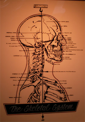 the Skeltal System